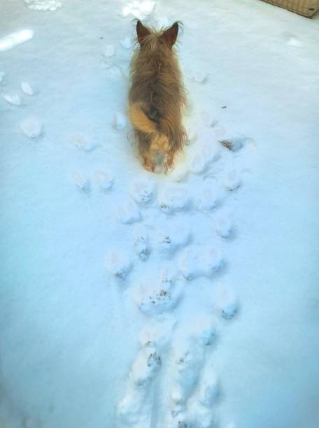 istock Small brown fluffy dog walking in snow 1385359263