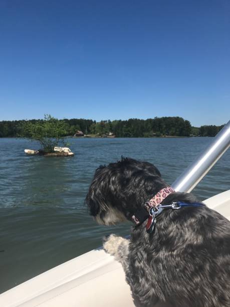 istock Small Schnauzer dog riding in boat on lake 1385359269