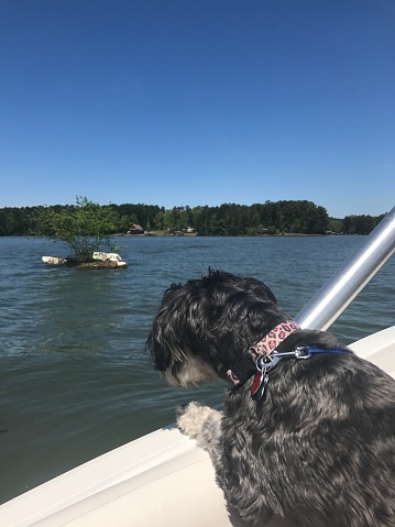 Small black and white Schnauzer dog looking over the side of the boat at a tiny floating island on a lake
