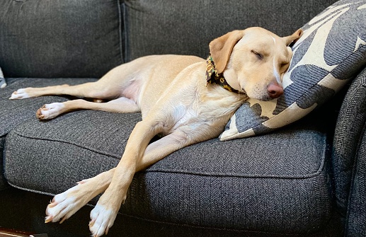 Yellow Labrador mix dog is asleep on a gray sofa with paws outstretched hanging off