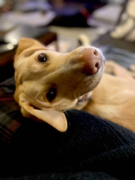 istock Yellow Labrador mix dog laying in lap looking at camera 1385359450