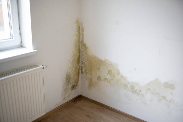 Mildew is on white interior wall strong mildew in large stains is located on white interior wall in apartment fungal mold stock pictures, royalty-free photos & images