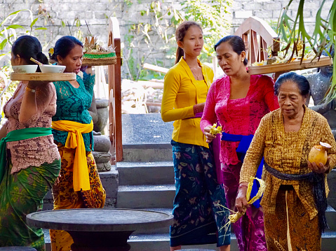 Horizontal closeup photo of a group of Balinese women, carrying various religious offerings, dressed in brightly colored temple clothing of sarong, sash and lacy blouse or kebaya, walking through the family compound garden during a blessing ceremony for the family temple. Ubud, Bali, Indonesia.