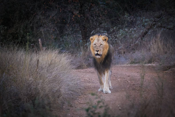 istock Young male lion 1385361580