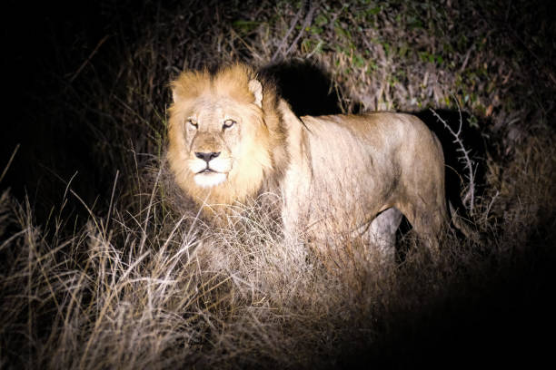 istock Male lion at night 1385361589