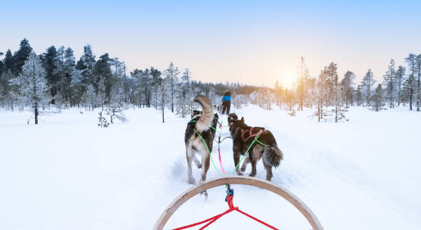 Dog sledding in snowy winter forest, Finland, Lapland. View from dog sled with back of Alaskan huskies running through the beautiful snowy landscape in the forest at sunset. Ivalo, Lake Inari, Finland. Active and fun excursion in Lapland, Scandinavia. dogsledding stock pictures, royalty-free photos & images