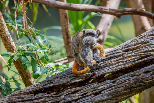 emperor tamarin - tamarin neuweltaffen und hundsaffen stock-fotos und bilder