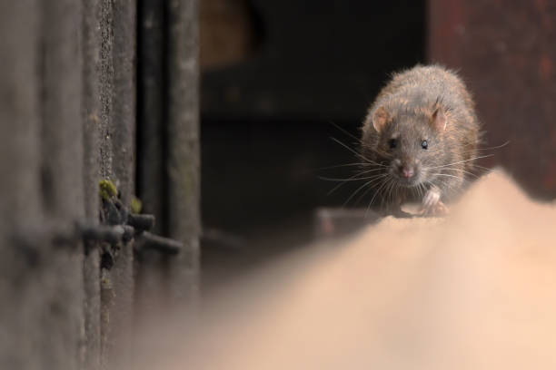 brown rato - ratazana - fotografias e filmes do acervo