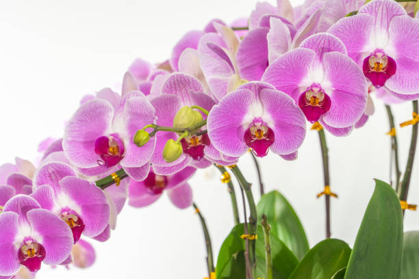 istock Flowers beautiful purple orchid phalaenopsis. 1385368014