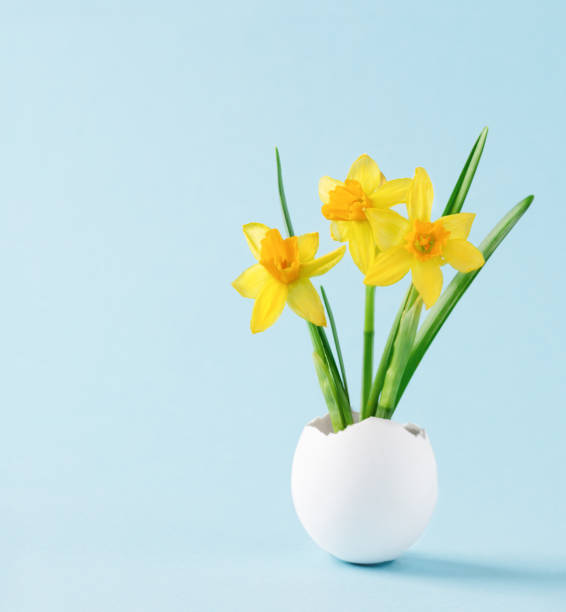 narzissen frühlingsblumen in einer weißen eierschale. ostern minimal konzept auf blauem hintergrund. - daffodil flower spring easter egg stock-fotos und bilder