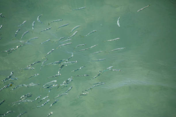 Large school of small fish swimming together in clear turquoise ocean water