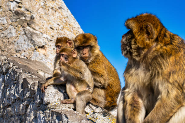 istock Wild macaque or Gibraltar monkey, attraction of the British overseas territory. 1385376438