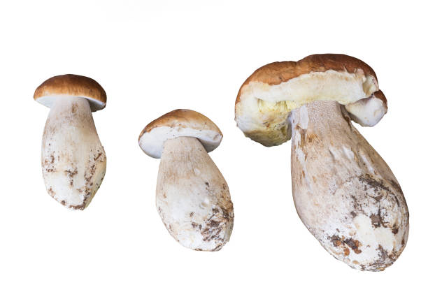 istock Porcini mushrooms isolated on white background 1385376491