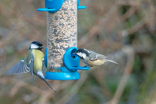Great tit and Coal tit on a bird feeder.