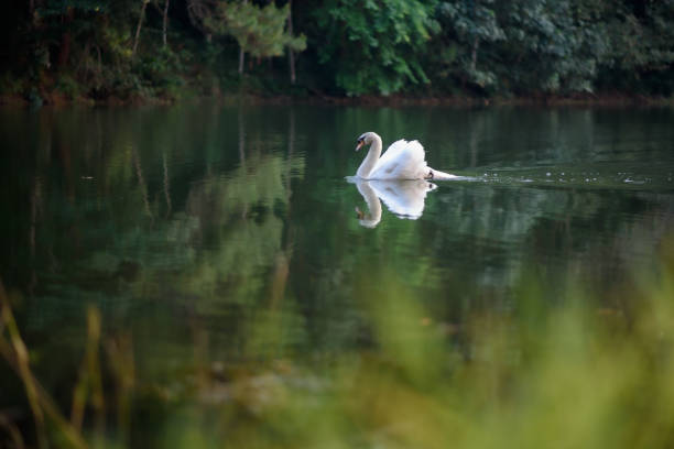 The scenery of the swan swimming at the Pang Oung lake, Mae Hong Son, Thailand. stock photo