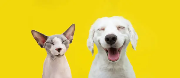 Two happy cat and dog smiling on isolated yellow background.