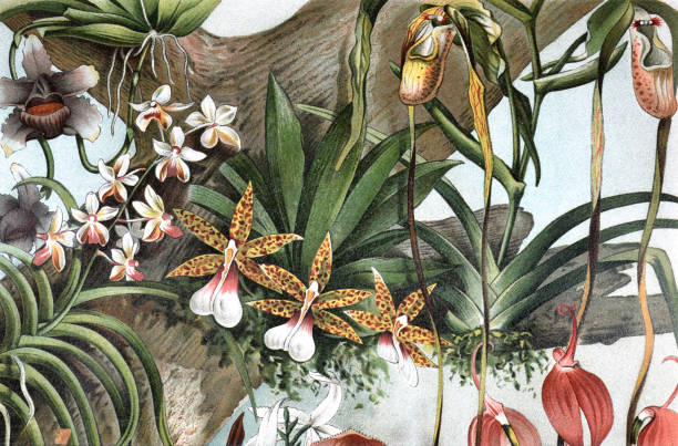 vintage-exotic-orchids-