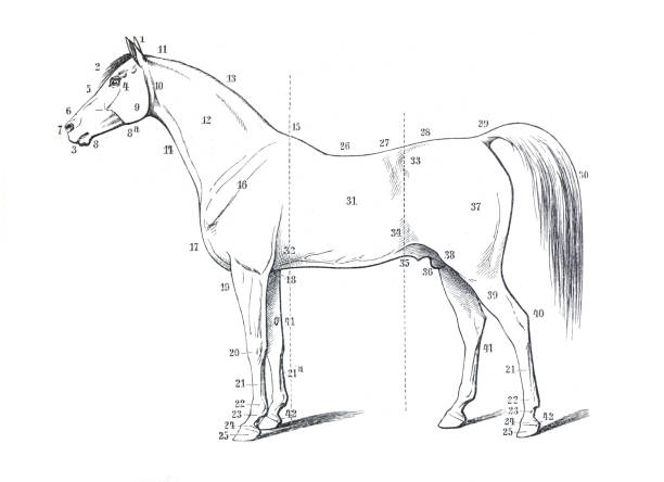 anatomie des pferdes. skelett des pferdes. handgezeichnete gravierte illustration. retro-stil. - horse animal skeleton anatomy animal stock-grafiken, -clipart, -cartoons und -symbole