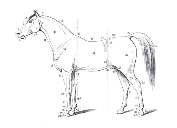 анатомия лошади. скелет лошади. нарисованная от руки гравированная иллюстрация. стиль ретро. - horse animal skeleton anatomy animal stock illustrations