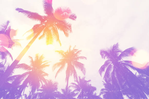 istock Tropical palm tree with sun light on sunset sky and cloud abstract background. Summer vacation and nature travel adventure concept. 1385383037