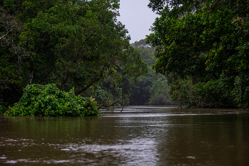 Jungle river in the rainforest of the Congo Basin.The Rainforest of this region is home to forest elephants, African Forest Buffalos and Western Lowland Gorillas. Odzala National Park, Republic of Congo.