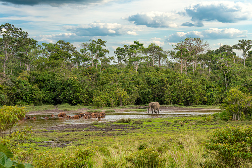 Rare wildlife shot of an African forest elephant (Loxodonta cyclotis) together with a herd of African Forest Buffalos (Syncerus caffer nanus) in Lango Bai (saline, mineral lick) in the rainforest of the Congo Basin. This rich mineral clearing is located in the middle of the rainforest where forest elephants gather in large numbers to reap the benefits of the mineral salts. Odzala National Park, Republic of Congo.