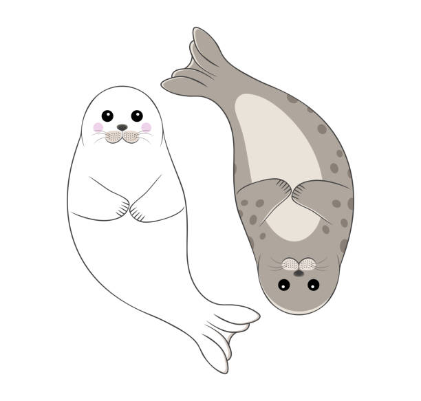 Two cute seals in the form of  The Yin-Yang symbol. Vector illustration Two cute seals in the form of  The Yin-Yang symbol. Vector cartoon style illustration seal animal stock illustrations