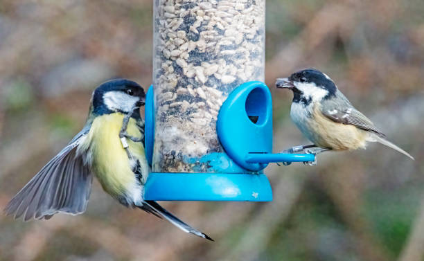 istock Great tit and Coal tit on a bird feeder 1385390350