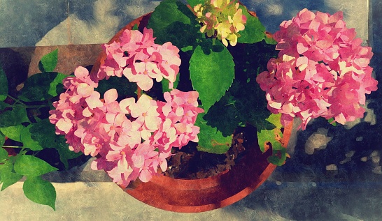 Hydrangea background image made with colorful effect