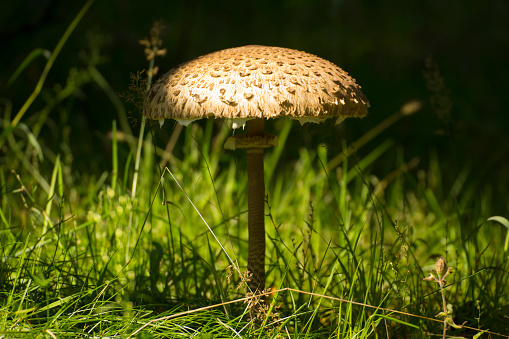 Macrolepiota procera, the parasol mushroom growing in a meadow.