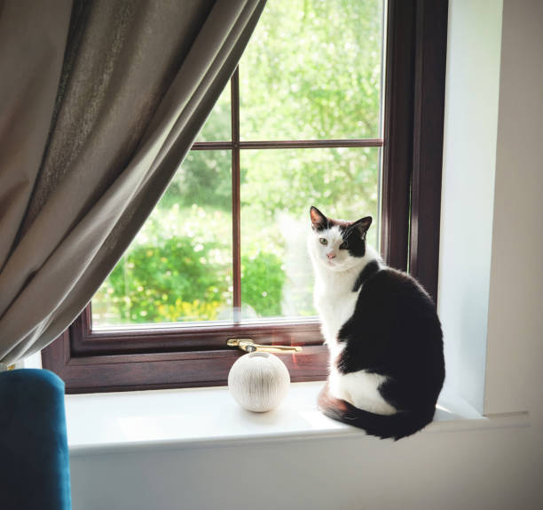 It's a cats world and you're living in it