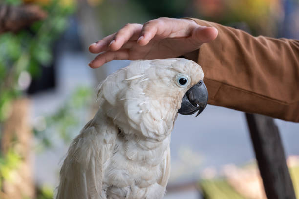 istock selective focus on white cockatoo which is a rare and endangered animal, blurry background 1385395244