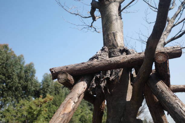 istock People's care for big trees 1385402755