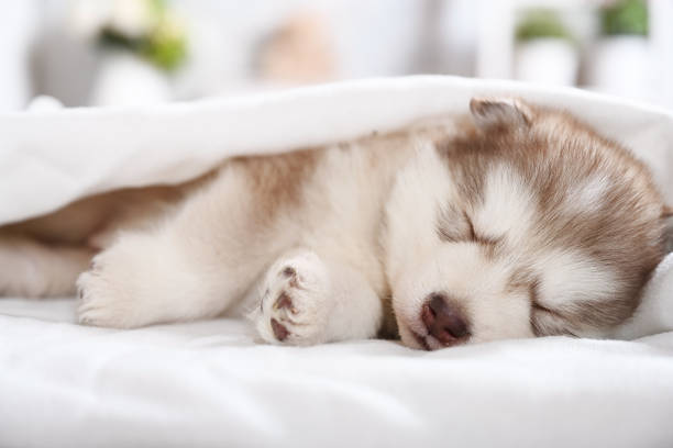 istock Cute Alaskan malamute puppy sleeping under a blanket in the room 1385403518