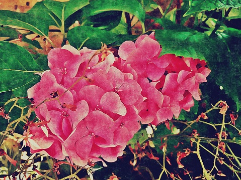 Hydrangea background image made with colorful effect
