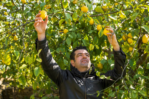istock Handsome farmer harvesting lemon plants 1385405236