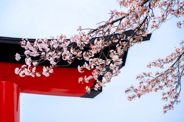 京都府伏見稲荷大社の花見 - 平安神宮 ストックフォトと画像
