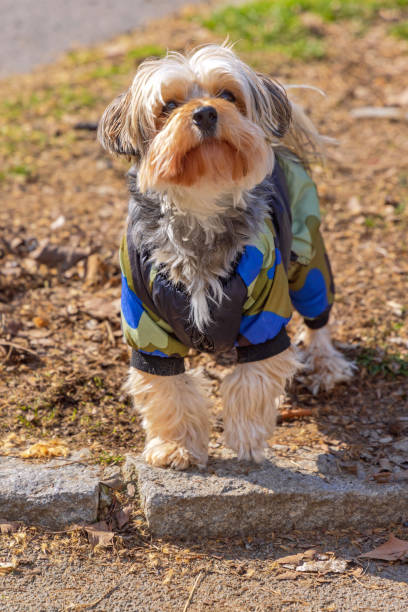 istock Camouflage Yorkie Park 1385405783