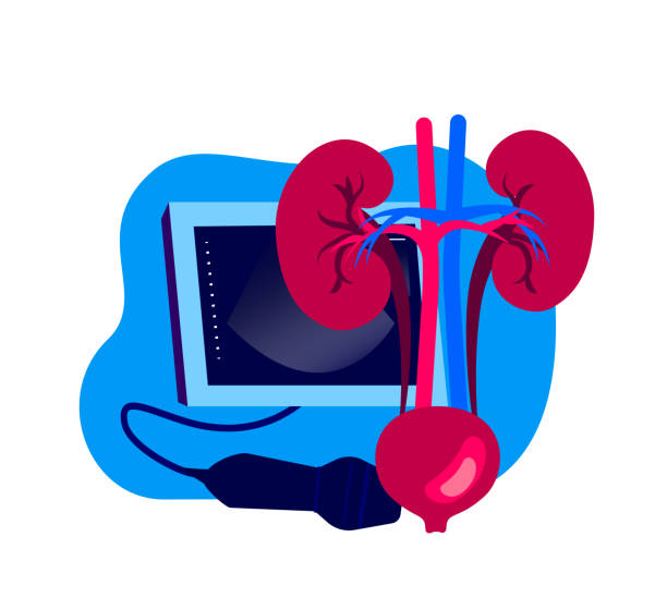 nephrologie ultraschall sonographie, untersuchung diagnose, beratung bauchspeicheldrüse, patienten niere, nieren, nephros. ultraschall-untersuchung.research treatment curing.medical diagnostics.flat vector illustration - medical equipment medical exam healthcare and medicine hospital stock-grafiken, -clipart, -cartoons und -symbole