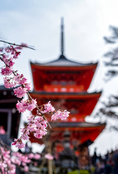 march 29, 2019 - Kyoto, Japan: Cherry Blossom in front of kiyomizu-dera pagoda at spring, Kyoto, Japan