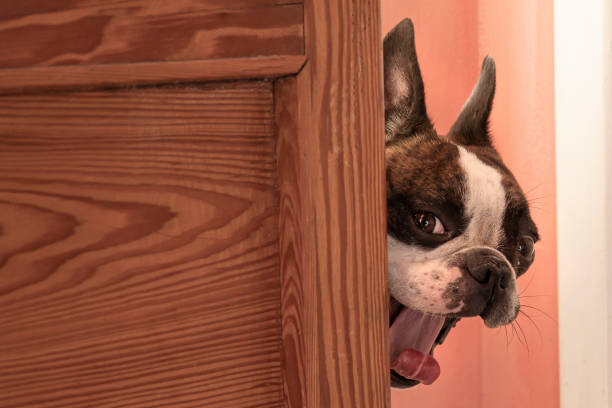 istock funny muzzle of a Boston Terrier peeking out from behind a door 1385407730