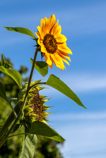 Sunflower against a beautiful blue sky