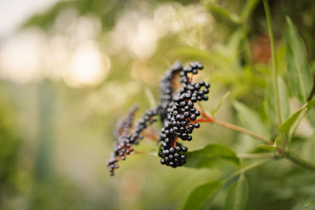 Photo of Clusters fruit black elderberry in garden in sun light