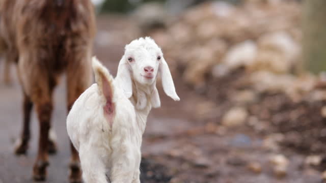 1,285 Alpine Goat Stock Videos and Royalty-Free Footage - iStock | British  alpine goat