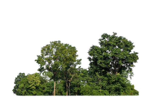 árvores verdes isoladas em fundo branco. floresta e folhas em linhas de verão de árvores e arbustos - treelined forest tree summer - fotografias e filmes do acervo