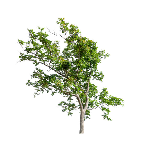 istock Trees that are isolated on a white background are suitable for both printing and web pages 1385415555