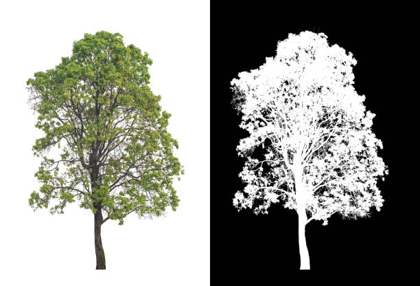 istock Tree on transparent picture background with clipping path, single tree with clipping path and alpha channel on black background 1385415556