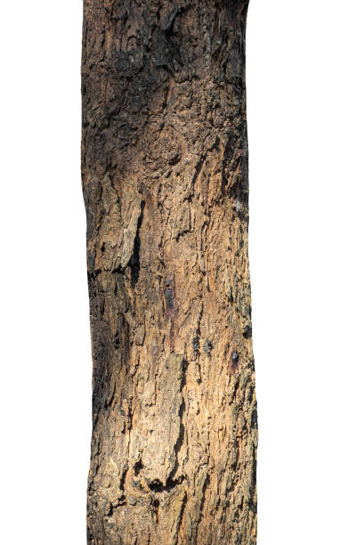 istock Trunk of a tree Isolated On White Background 1385415570