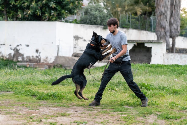 treinamento de cachorro com seu dono. filhote de pastor alemão - working late - fotografias e filmes do acervo