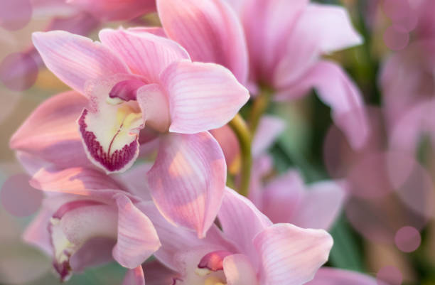 istock orchid flowers in the garden 1385421159